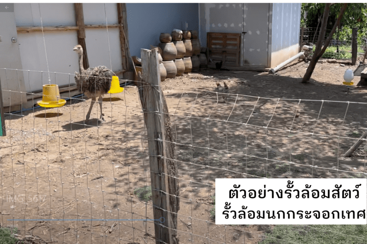 ตัวอย่างการใช้งานรั้วล้อมสัตว์ รั้วล้อมนกกระจอกเทศ