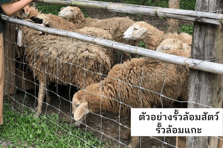 ตัวอย่างการใช้งานรั้วล้อมสัตว์ รั้วล้อมแกะ