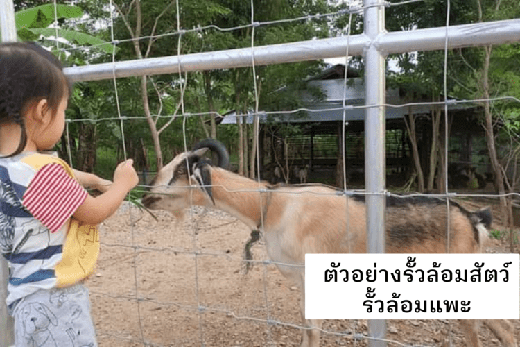 ตัวอย่างการใช้งานรั้วล้อมสัตว์ รั้วล้อมแพะ