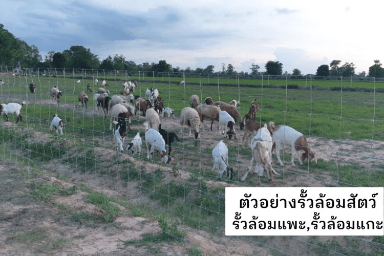 ตัวอย่างการใช้งานรั้วล้อมสัตว์ รั้วล้อมแพะ,ล้อมแกะ
