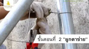 2.การติดตั้งรั้ว ตาข่ายเทวดา ขั้นตอนที่ 2 ผูกตาข่าย คลี่ตาข่ายไปตามแนวเสา
