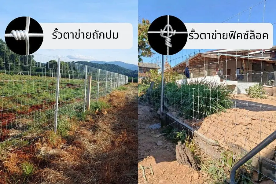 รั้วตาข่ายถักปม VS รั้วตาข่ายฟิคซ์ล็อค