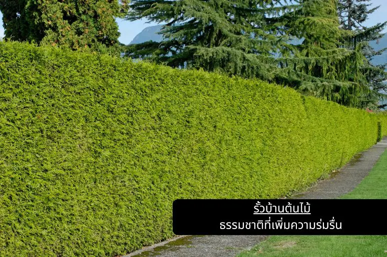 รั้วบ้านต้นไม้ ธรรมชาติที่เพิ่มความร่มรื่น