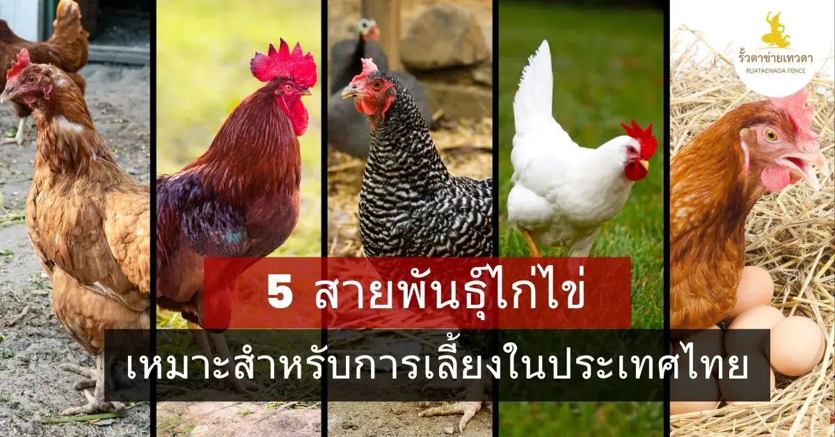 Read more about the article 5 สายพันธุ์ไก่ไข่ยอดนิยมในไทย พร้อมเคล็ดลับการเลือกใช้รั้วตาข่ายอย่างคุ้มค่า
