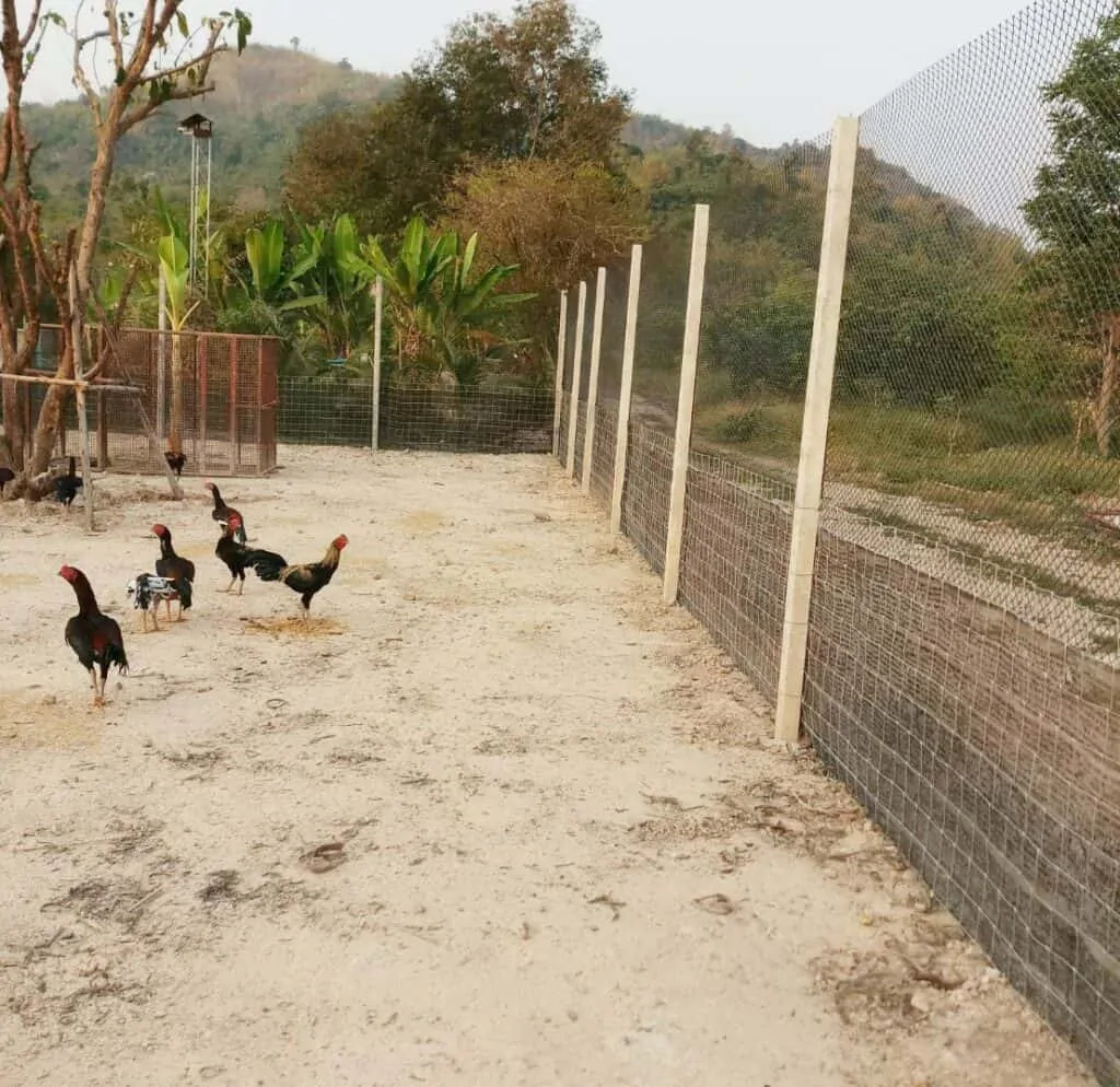 ตัวอย่างที่ 3 การใช้งานรั้วล้อมไก่