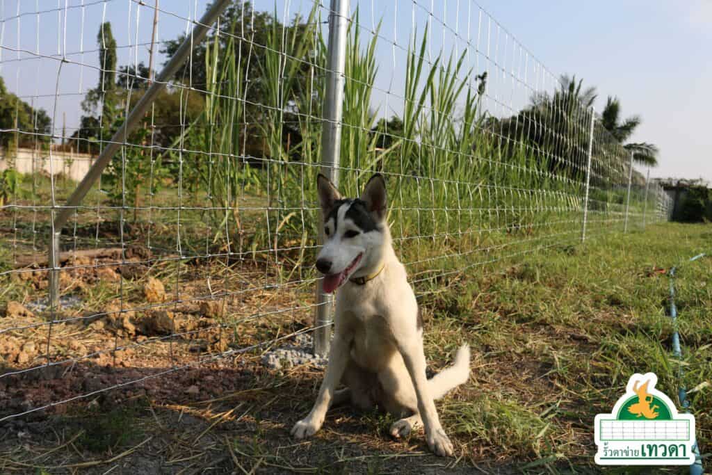 รั้วกั้นสุนัข