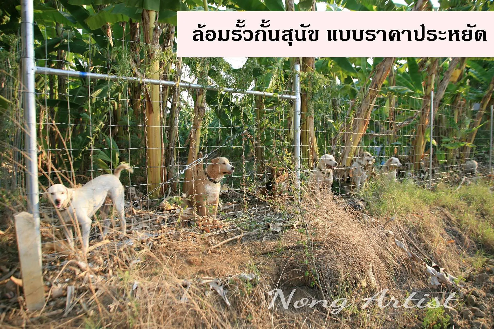 Read more about the article ล้อมรั้วกั้นสุนัข แบบราคาประหยัด