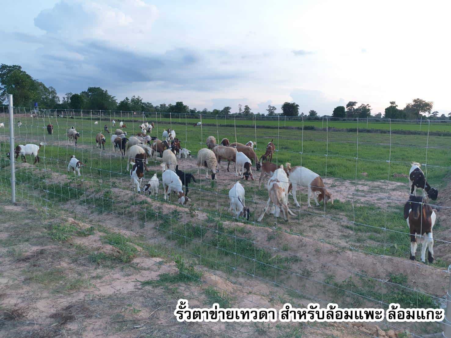 รั้วตาข่ายเทวดา ล้อมแกะ ล้อมแพะ