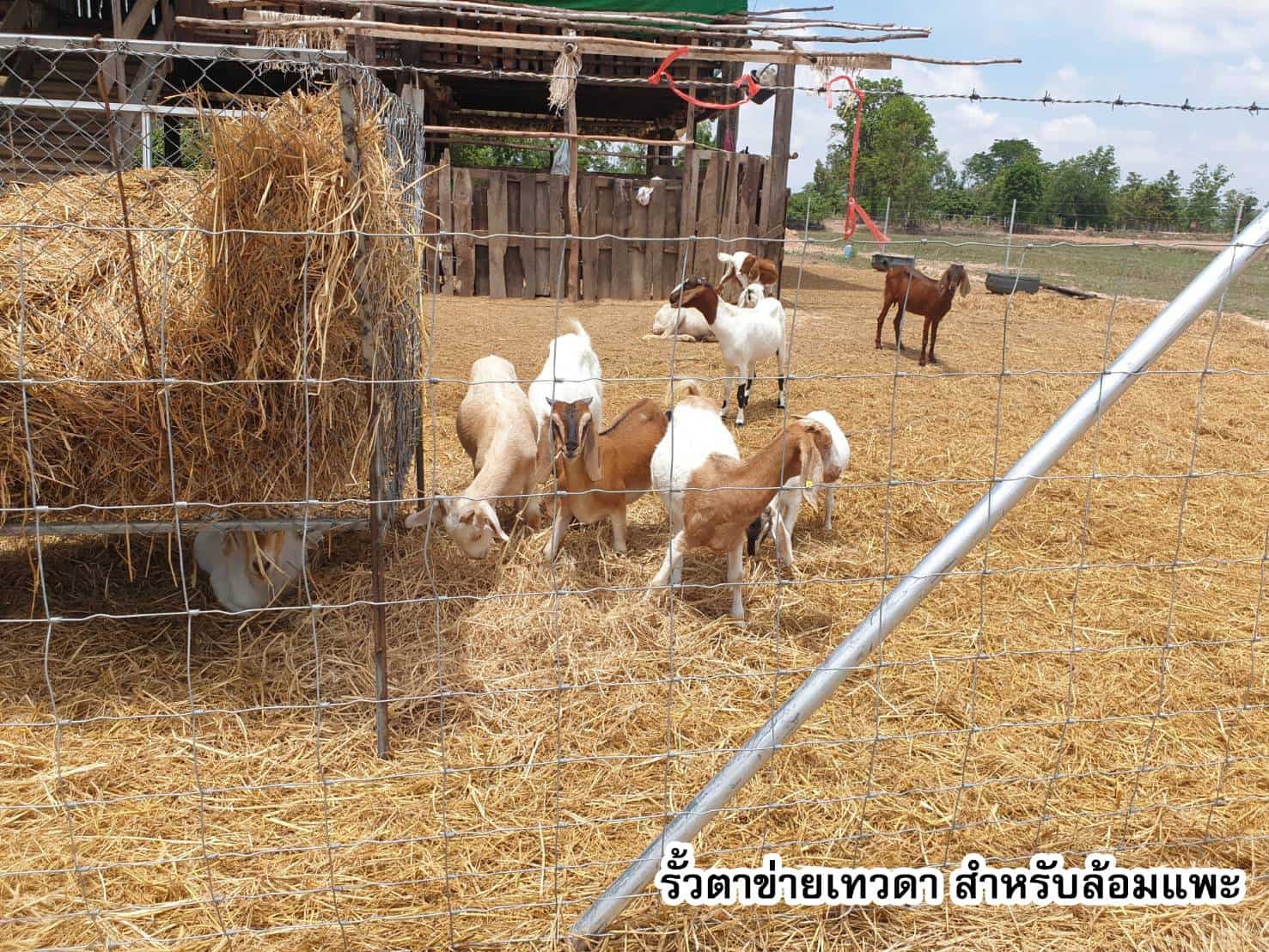 รั้วตาข่ายเทวดา ล้อมแพะ