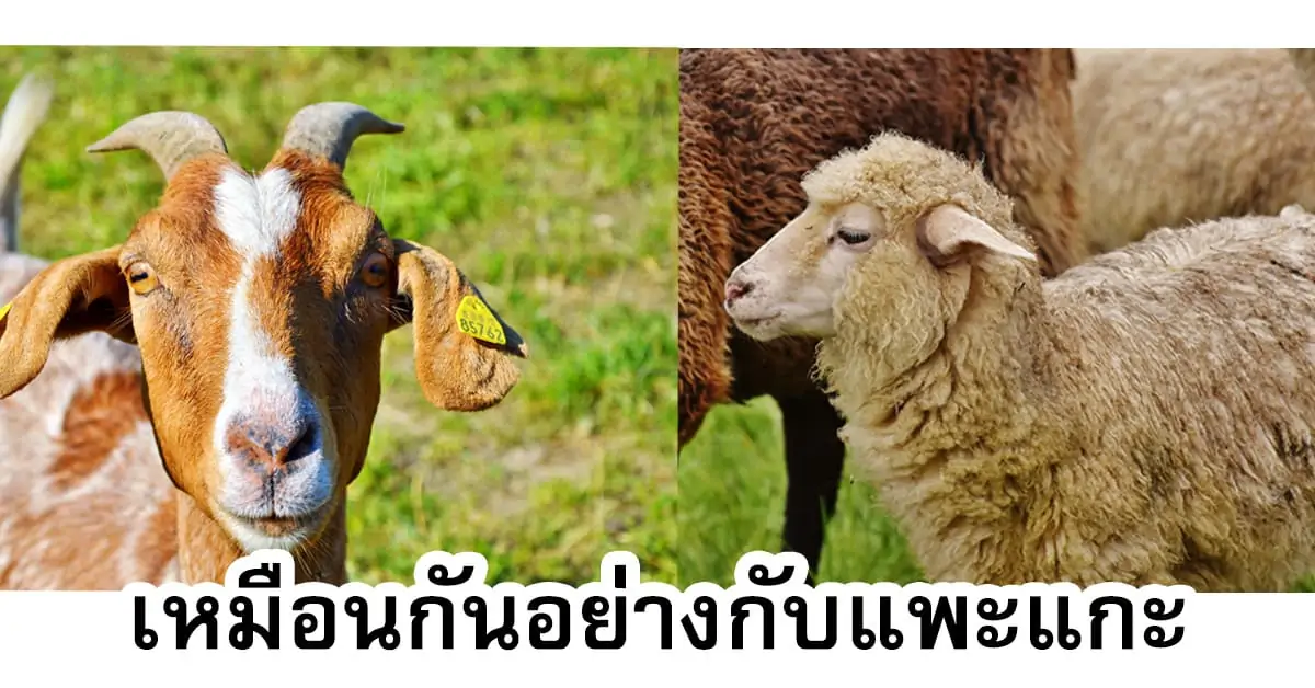 Read more about the article รู้หรือไม่ แพะกับแกะ ต่างกันอย่างไร