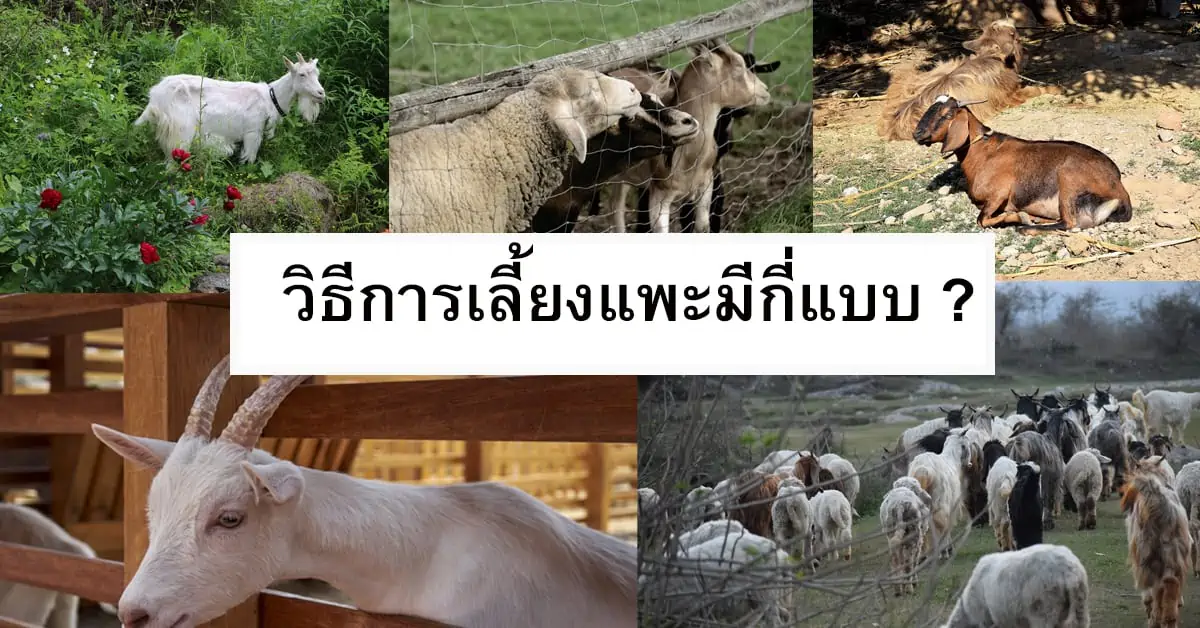 Read more about the article วิธีการเลี้ยงแพะ มีกี่แบบ