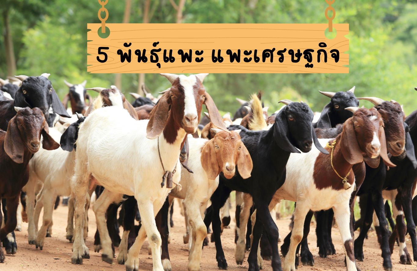 Read more about the article 5 พันธุ์แพะเศรษฐกิจ