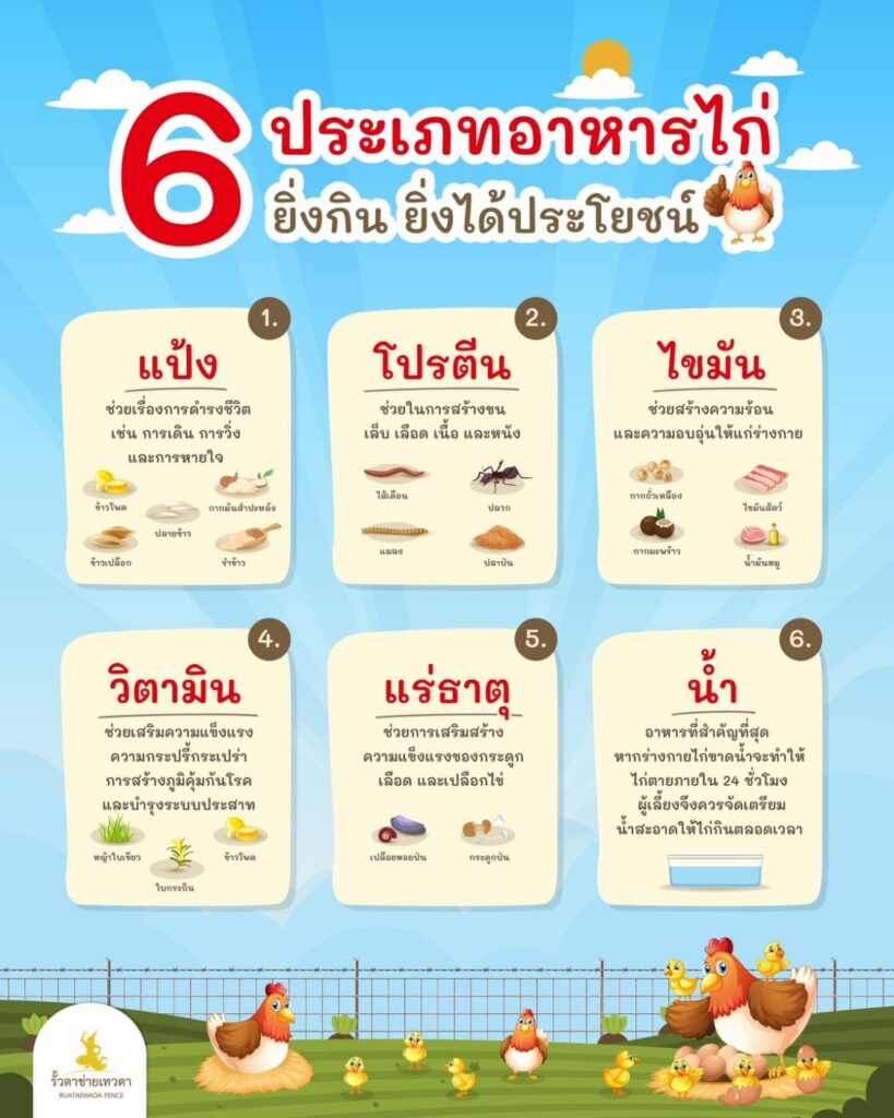 6 ประเภทอาหารไก่ ยิ่งกินยิีงได้ประโยชน์