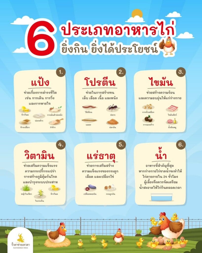 6 ประเภทอาหารไก่ ยิ่งกินยิีงได้ประโยชน์