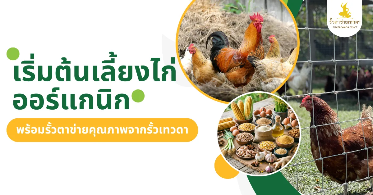Read more about the article เริ่มต้นฟาร์มไก่ออร์แกนิกพร้อมรั้วตาข่ายคุณภาพจากรั้วเทวดา