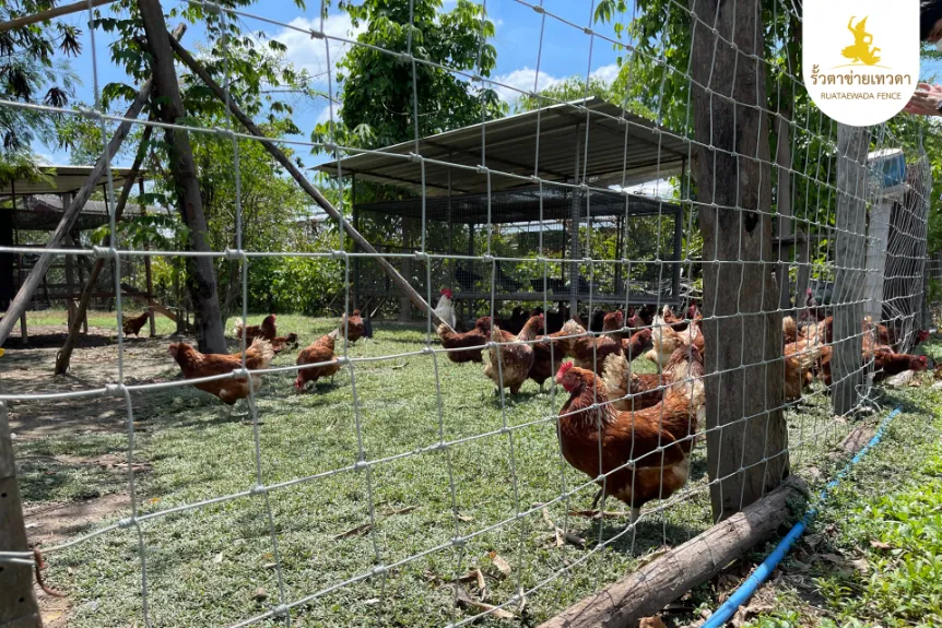 รั้วตาข่ายเทวดา ล้อมเลี้ยงไก่ออร์แกนิกแบบธรรมชาติ