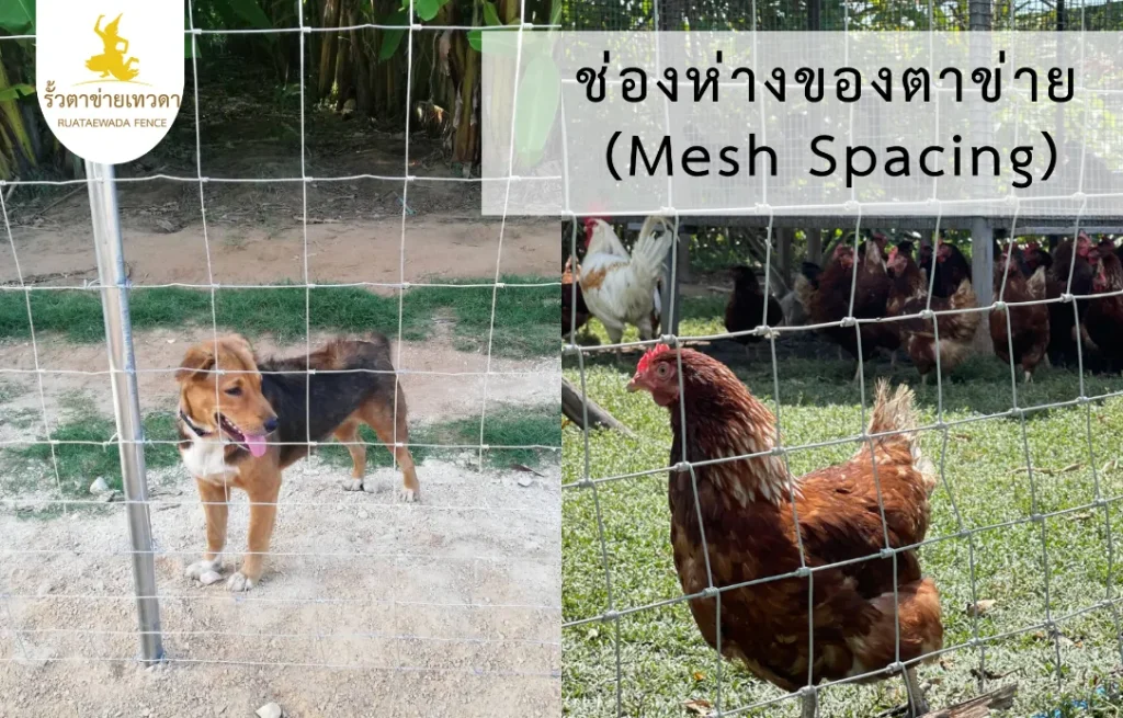 ภาพแสดงระยะห่างของตาข่าย (Mesh Spacing) ที่ส่งผลต่อรั้วตาข่ายถักปม ราคา และการเลือกใช้ตามประเภทสัตว์