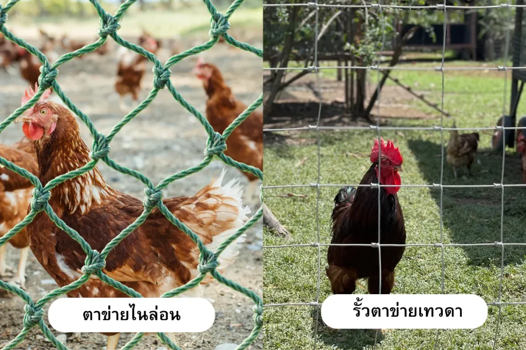 ภาพตัวอย่างตาข่ายไนล่อนล้อมไก่ VS ภาพรั้วตาข่ายเทวดาล้อมไก่