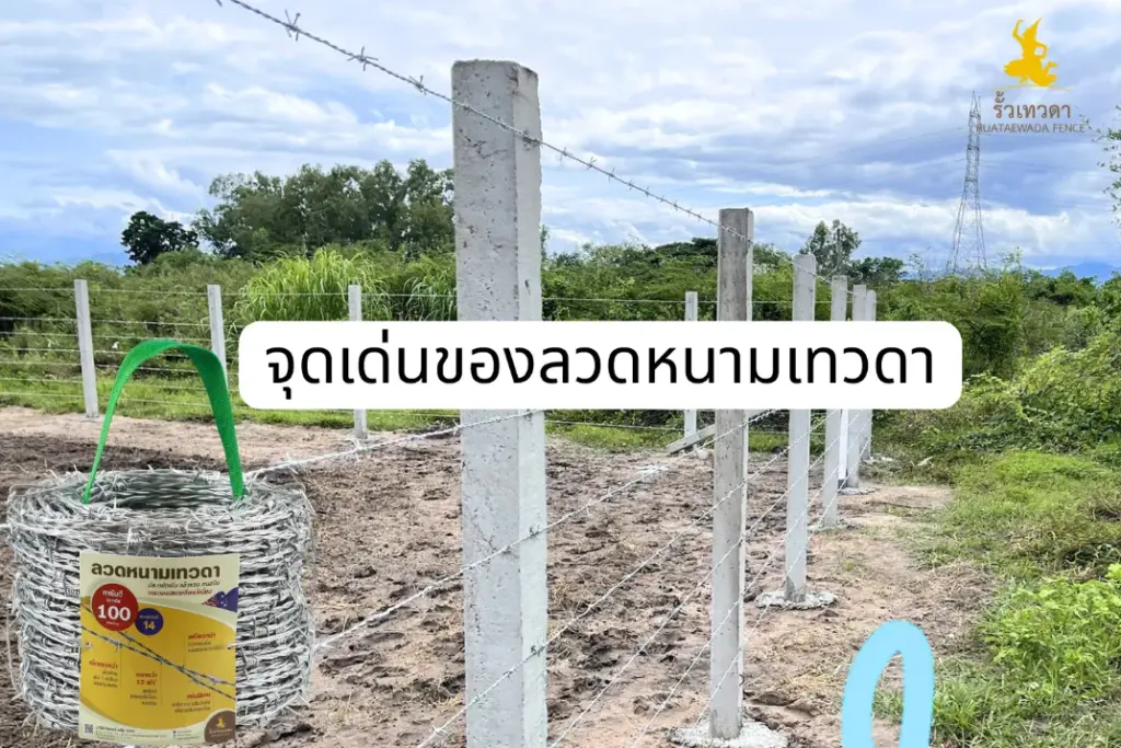 จุดเด่นของลวดหนามเทวดา