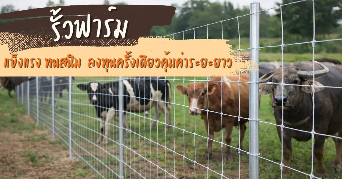 Read more about the article รั้วฟาร์ม แข็งแรง ทนสนิม ลงทุนครั้งเดียวคุ้มค่าระยะยาว