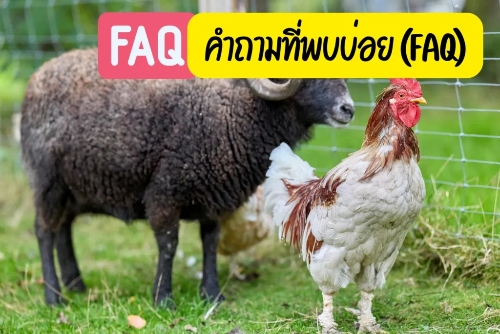 คำถามที่พบบ่อย (FAQ) เกี่ยวกับการเลือกรั้วฟาร์ม