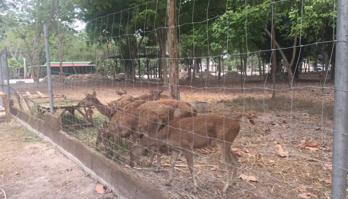 ตัวอย่างที่ 4 การใช้งานรั้วแพะ